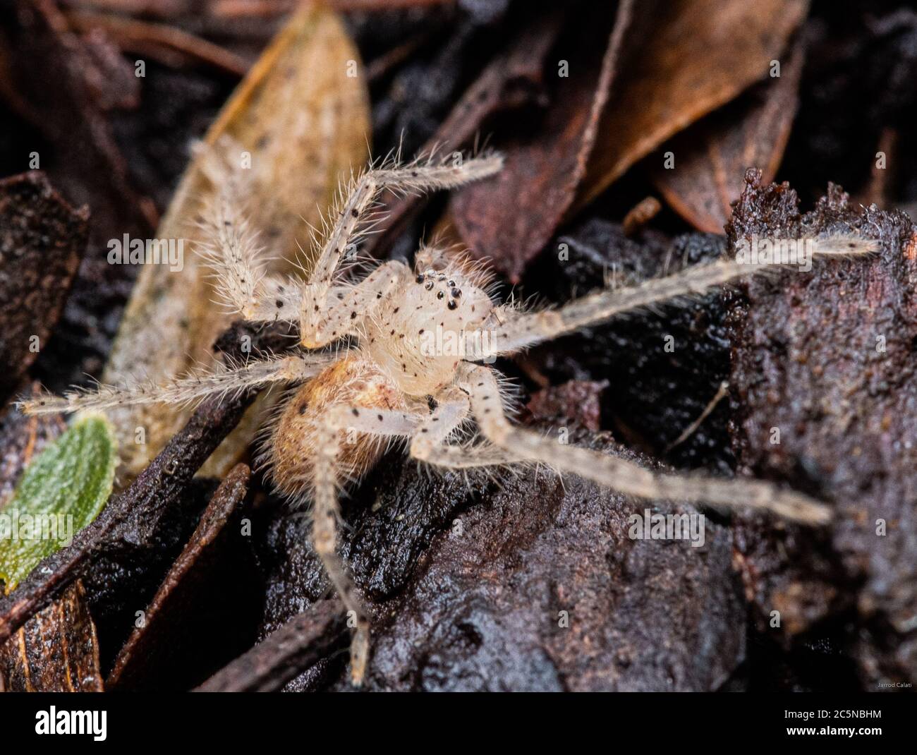 A Macro photo of a Spider Stock Photo - Alamy