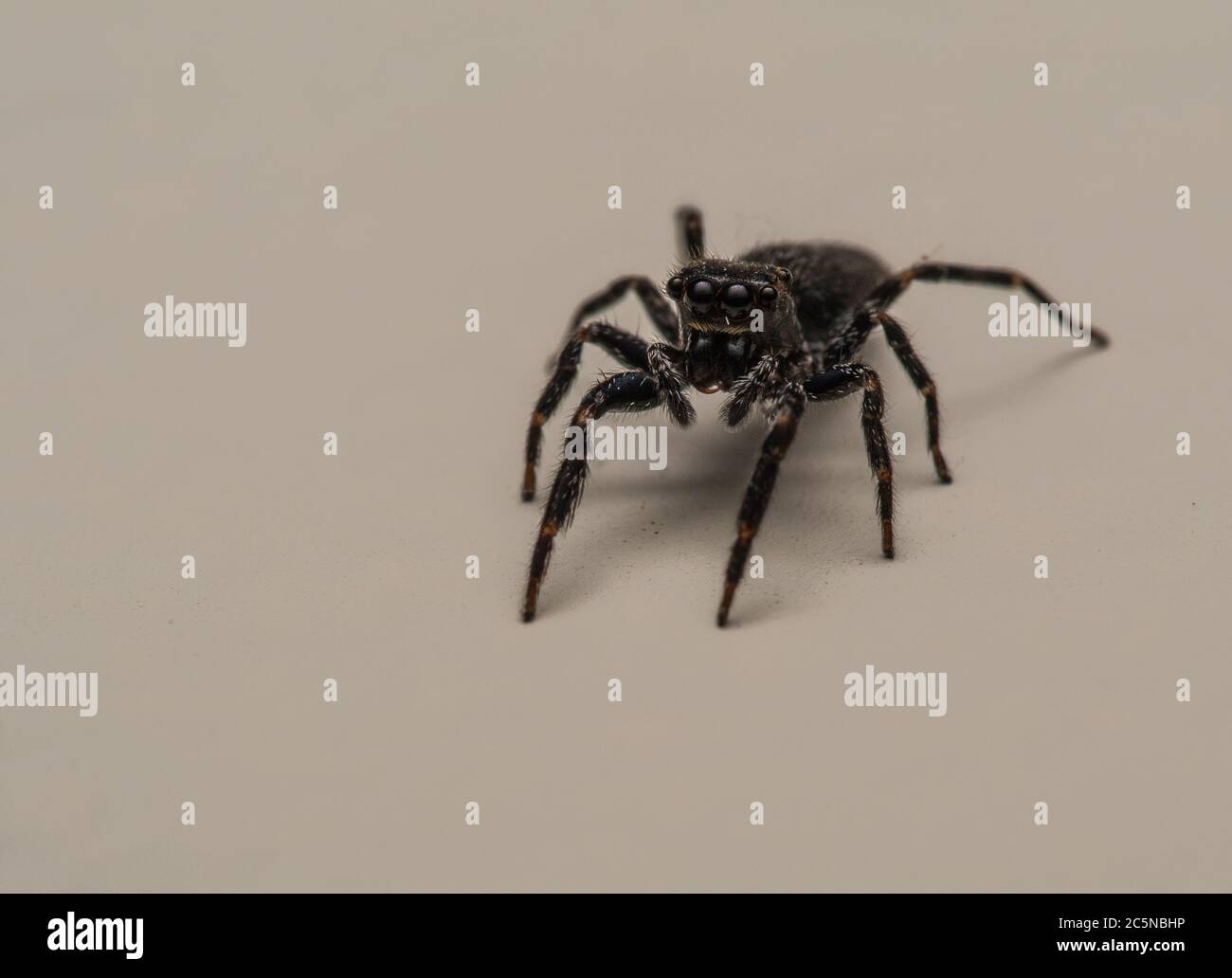 A Macro photo of a Spider Stock Photo - Alamy