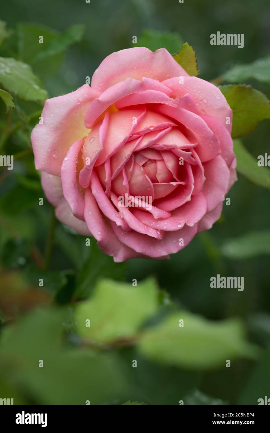 Rose Jubilee Celebration. Jubilee celebration roses in the garden Stock