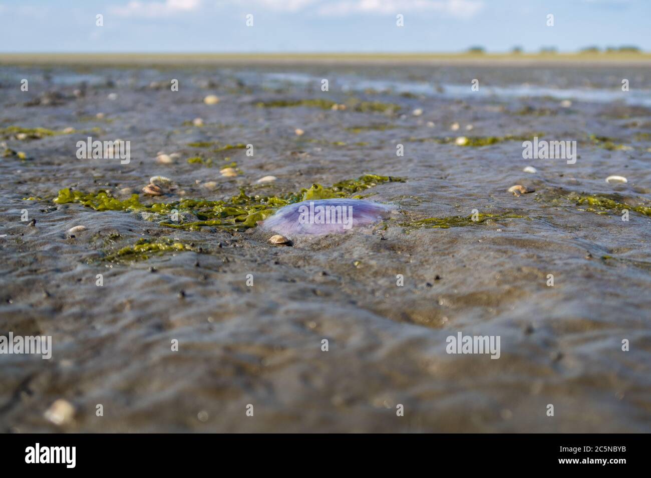 Dead Jellyfish in the mud flat Stock Photo