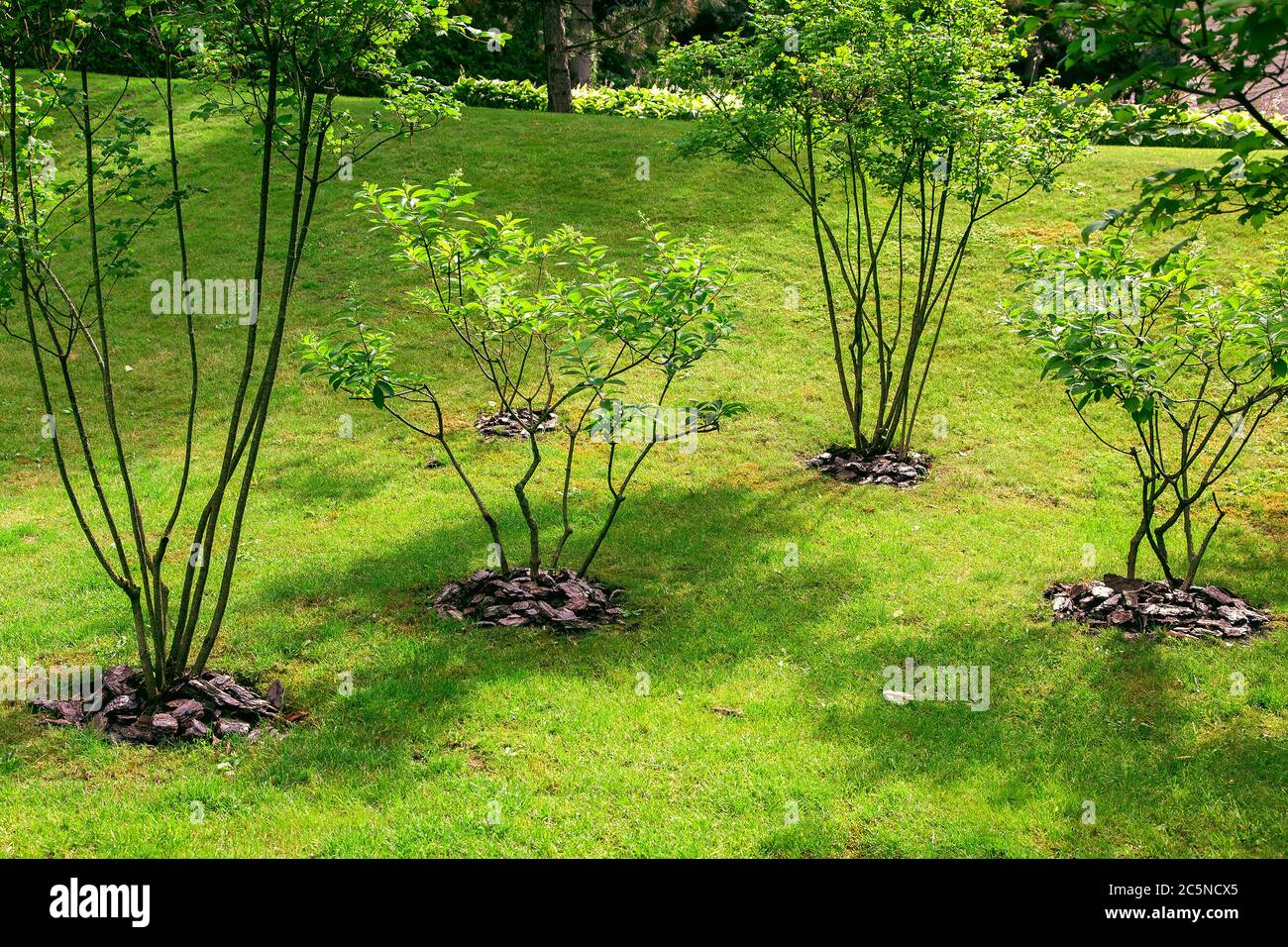 Branches bushes clearing hires stock photography and images Alamy