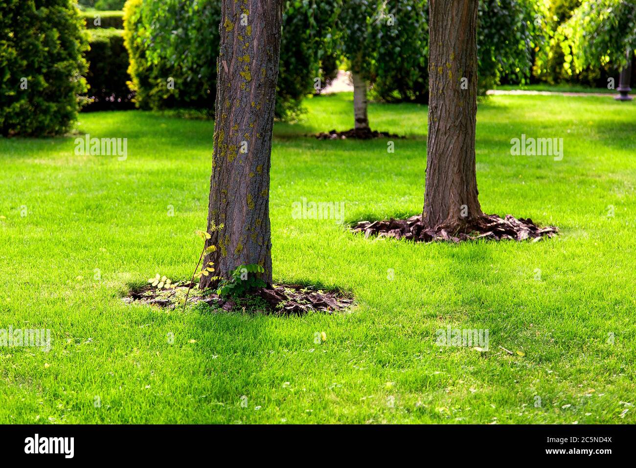 Mulching a tree bark under a tree trunk growing on a green lawn with a