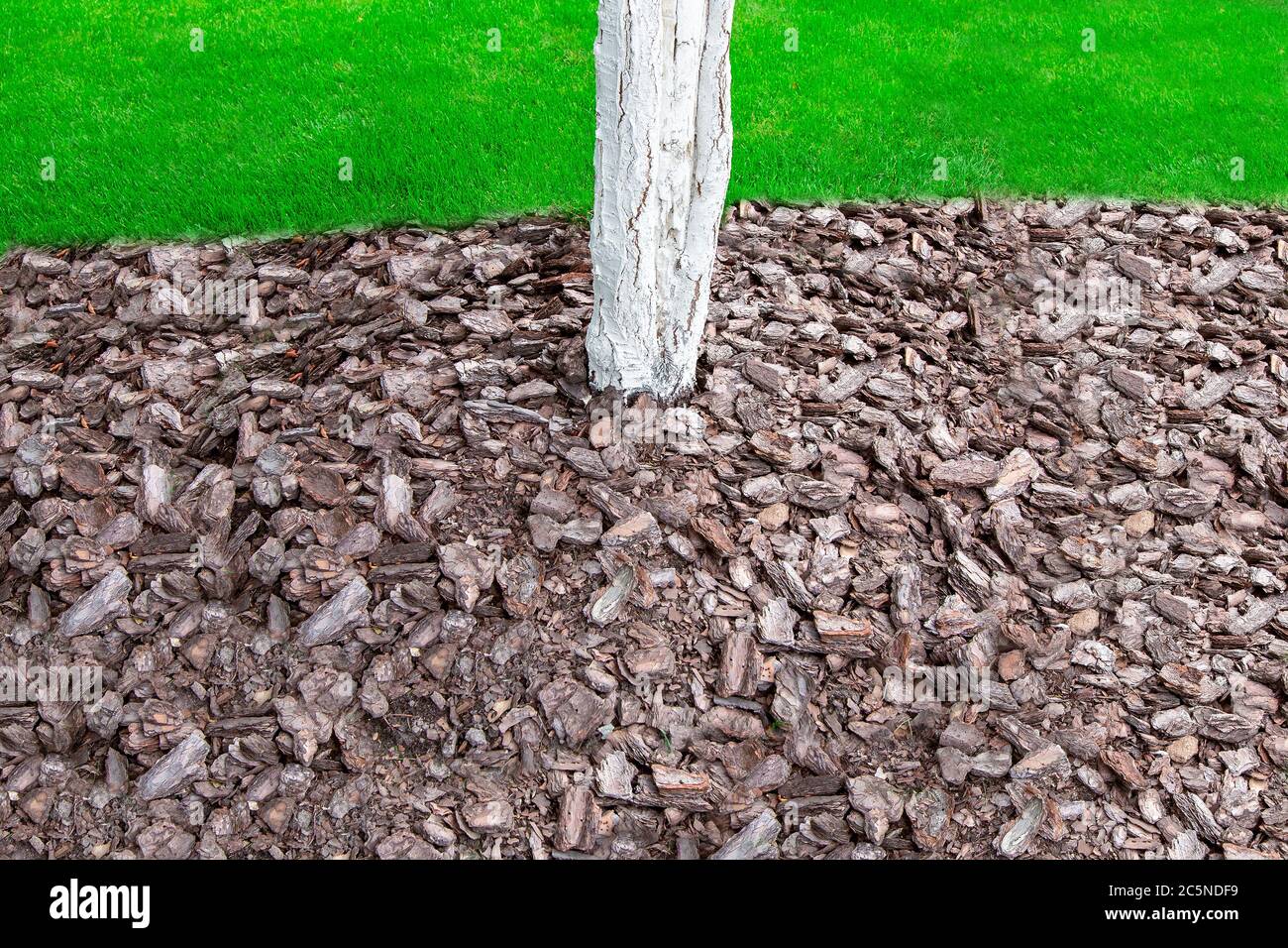 mulching with bark in a garden with a whitewashed tree trunk, closeup