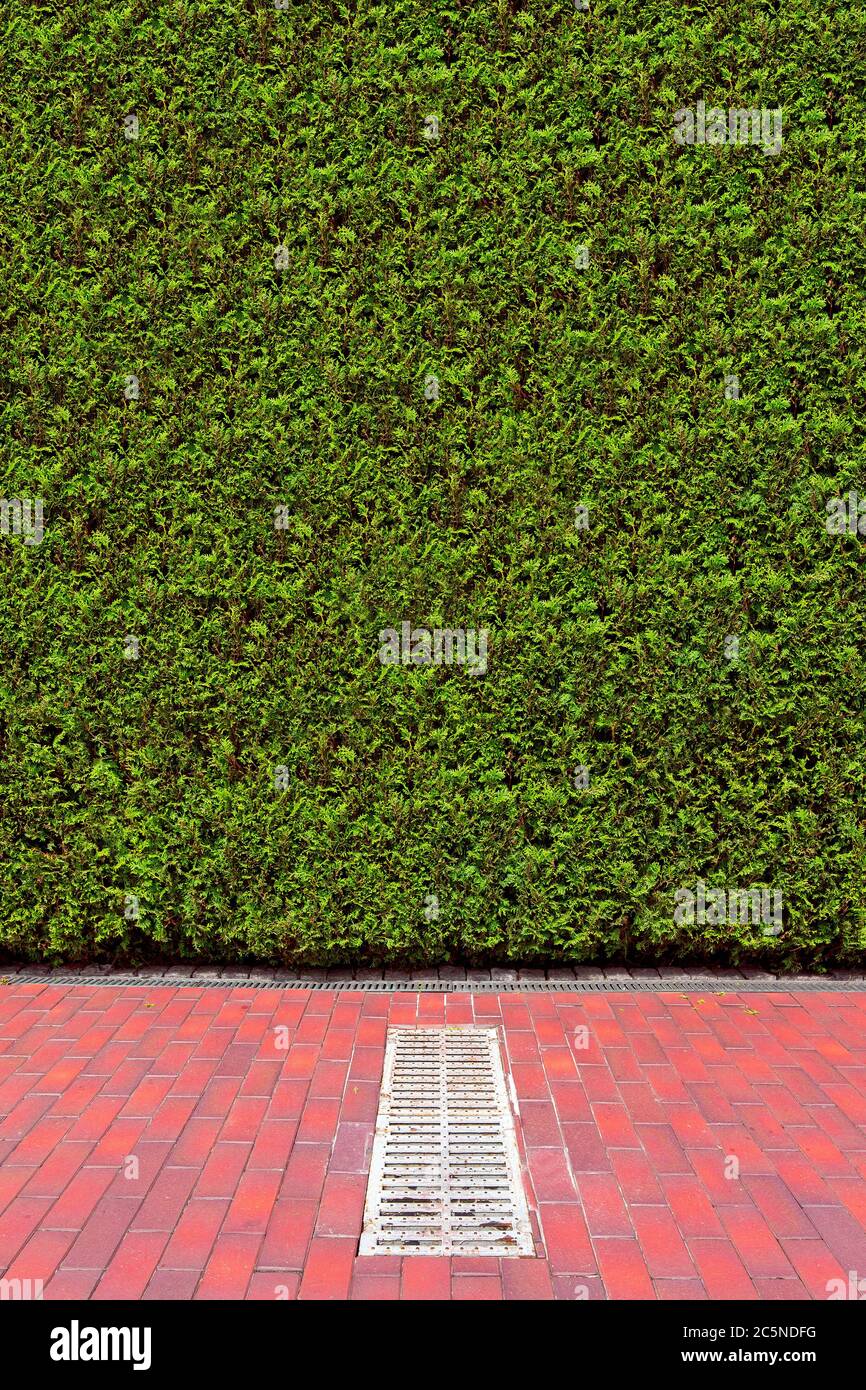 the hedge of thuja bushes with lattice of the drainage system hatch on the  pedestrian sidewalk made of tiles on backyard at sunny day with copy space  Stock Photo - Alamy