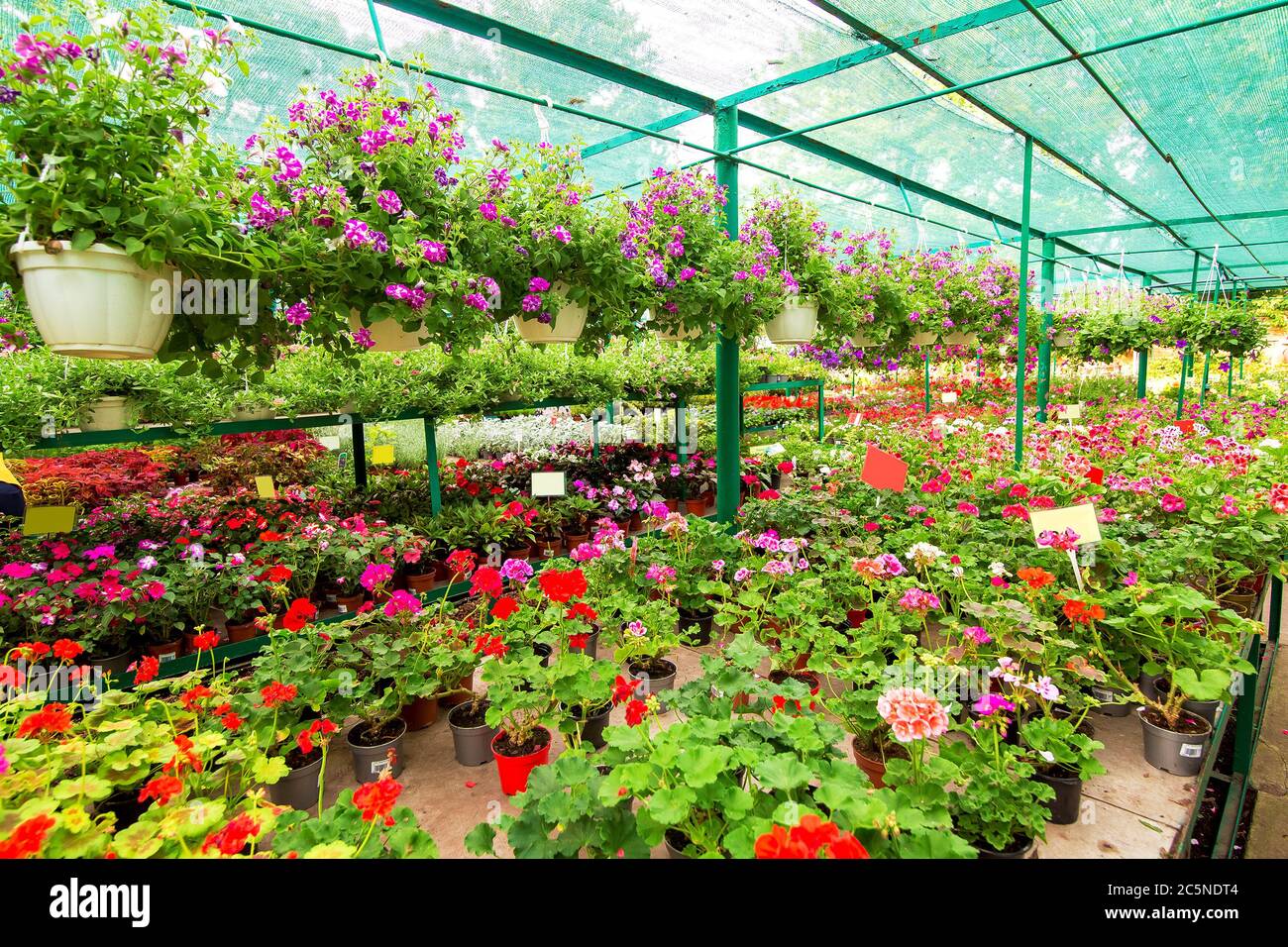 Showcase with shelves selling garden plants for landscaping flower beds and  backyard decor Stock Photo - Alamy