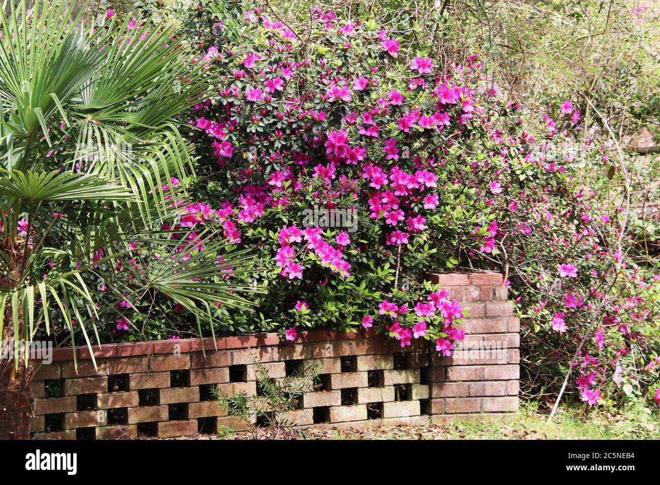 beautiful bougainvillea next to a brick garden wall with purple blooms and palms Stock Photo