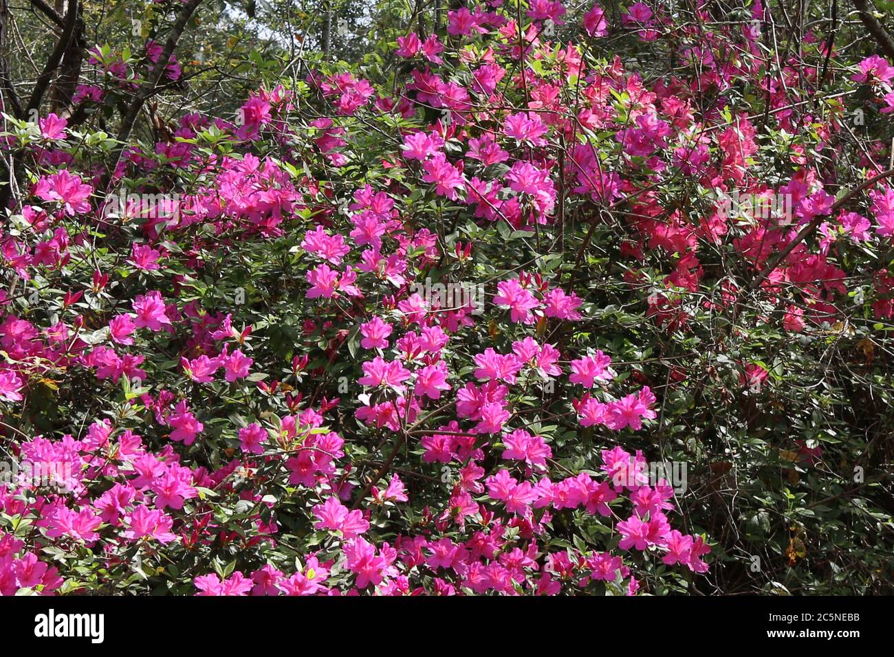 a bougainvillea garden hedge with lush pink purple blooming flowers Stock Photo