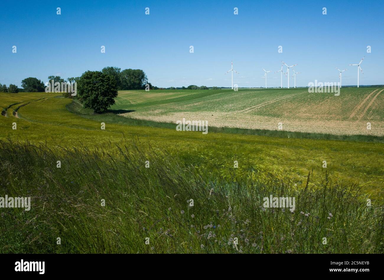 windmills on field Stock Photo