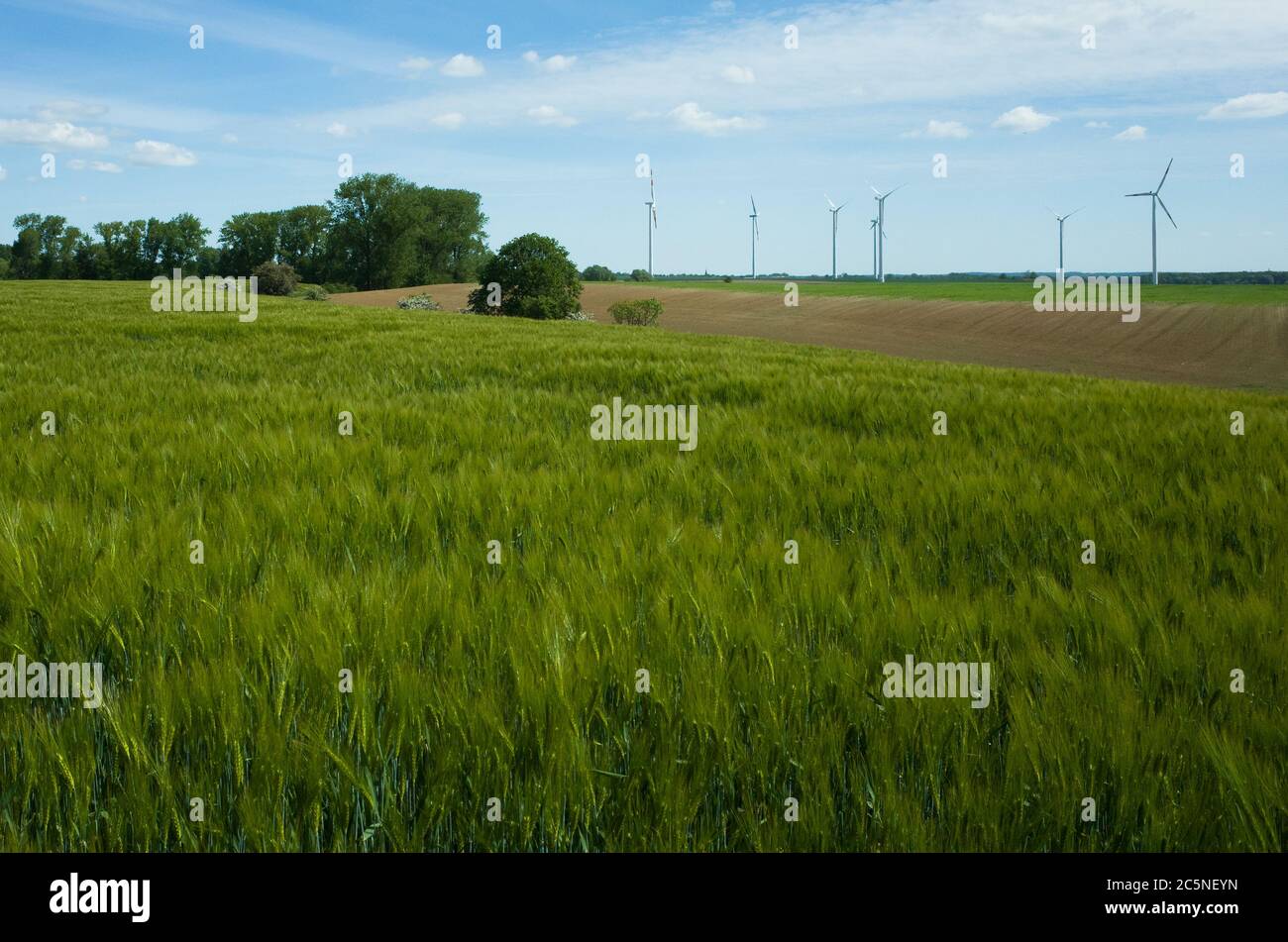 windmills on field Stock Photo