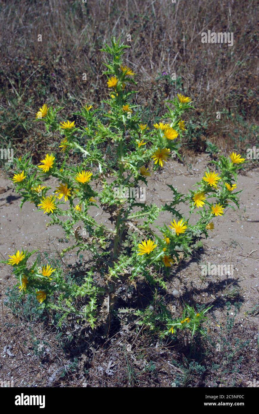 Spanish oyster thistle, Scolymus hispanicus Stock Photo Alamy