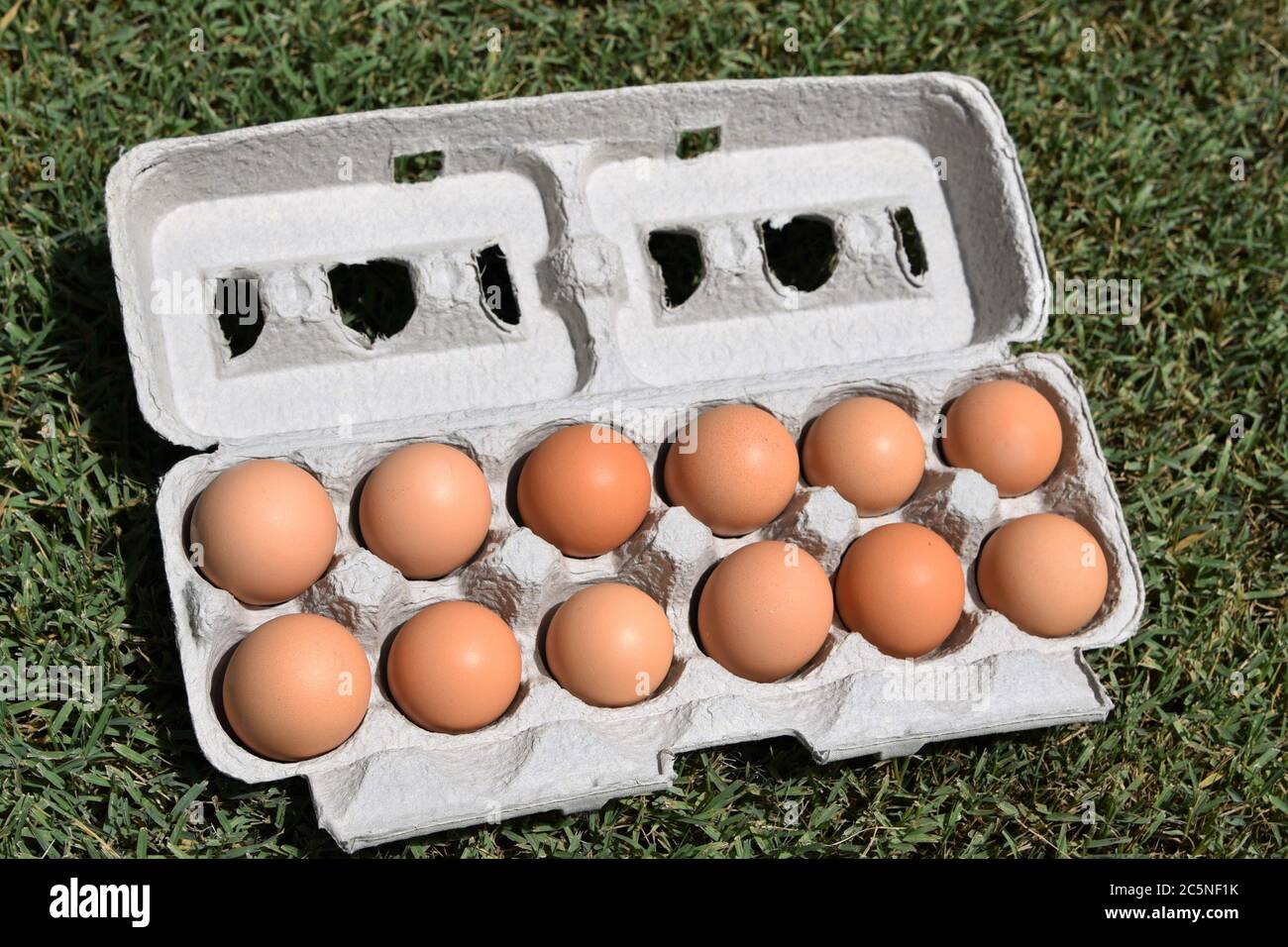 One dozen brown eggs in an egg carton Stock Photo Alamy