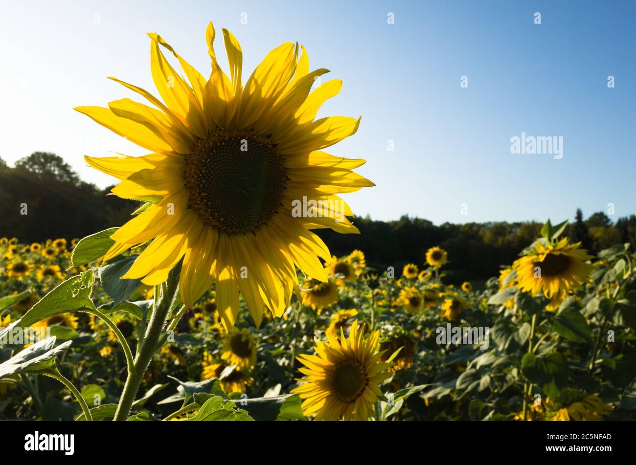 sun flower in field Stock Photo