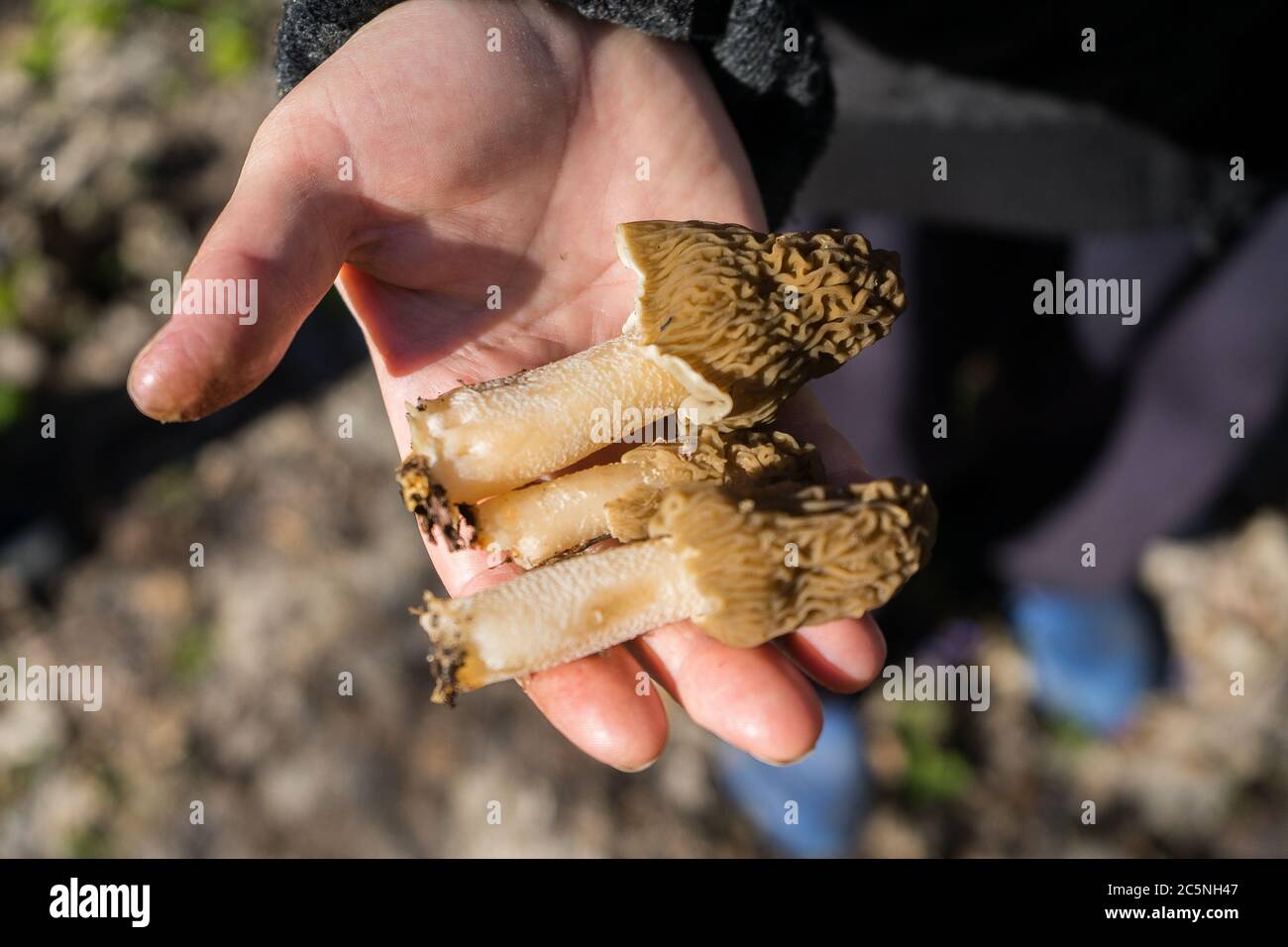 Morchella mushroom in the hand. Assortment of morel mushrooms.  Stock Photo