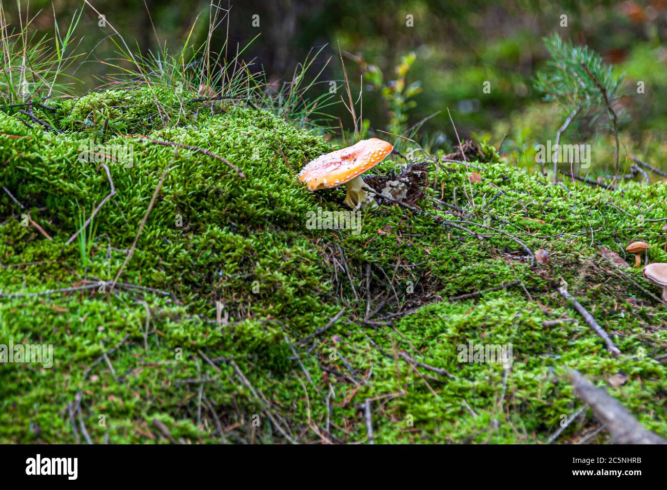 From the Upper Palatinate Fairytale Forest. Mushrooms in the Waldnaab Valley, Bavaria, Germany Stock Photo