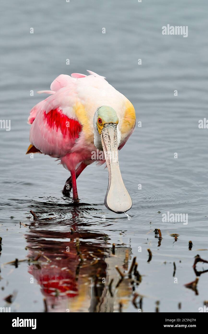 Roseate Spoonbill is looking for food Stock Photo