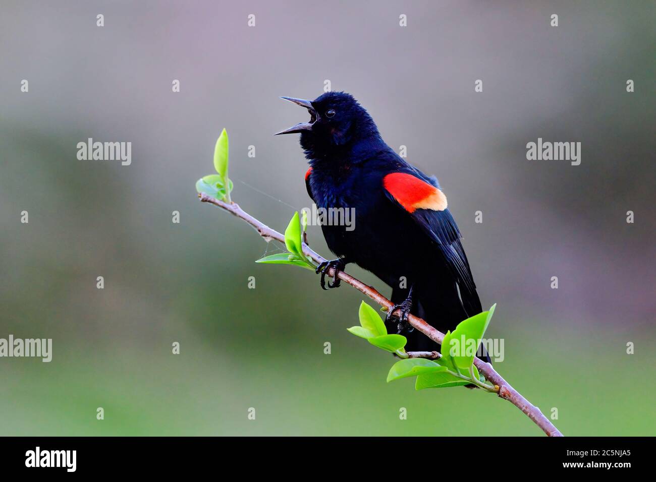 Red-winged blackbird is singing out loud Stock Photo
