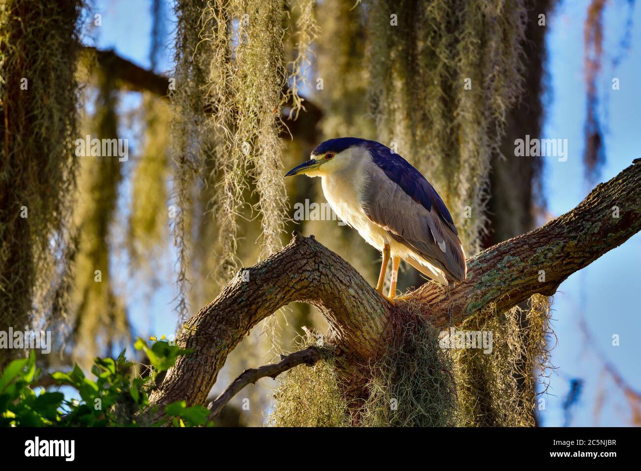 Black-crowned night heron is resting after night activities in the hammock tree. Stock Photo
