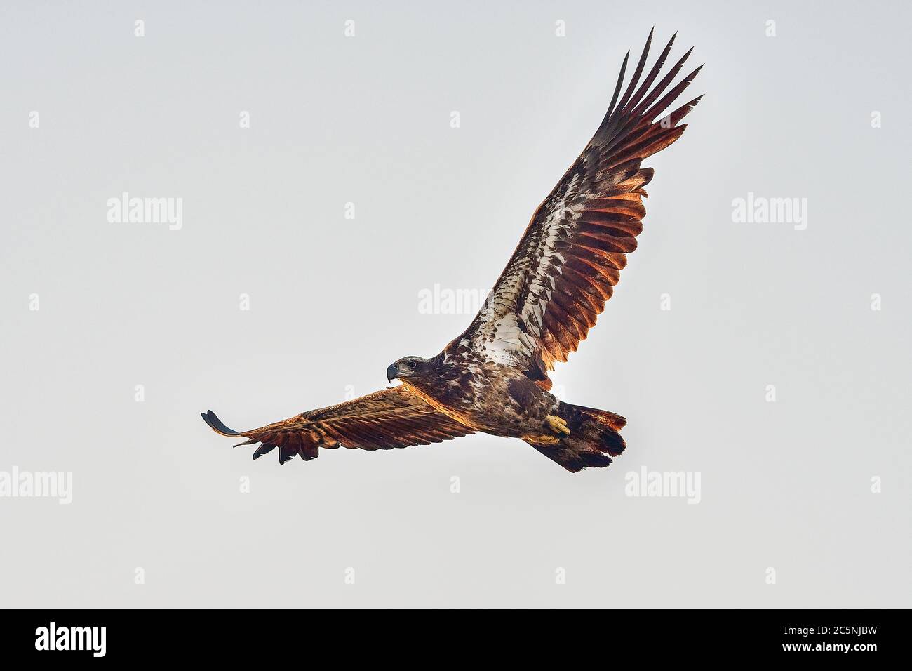 Young Bald eagle flyover at first light of the dayted Stock Photo