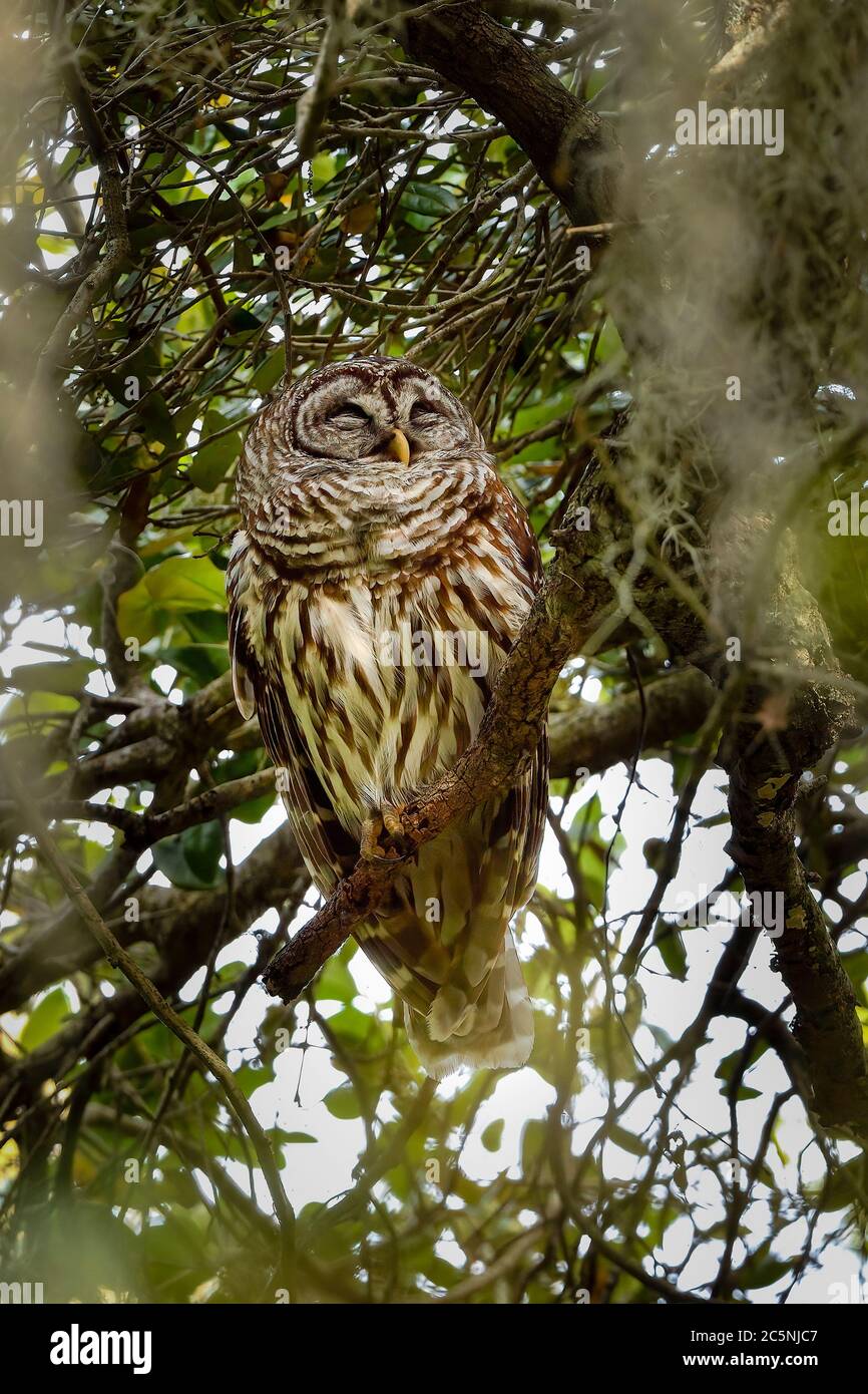 Barred owl is sleeping in the hammock tree canopy during the day and gets strength for the night Stock Photo