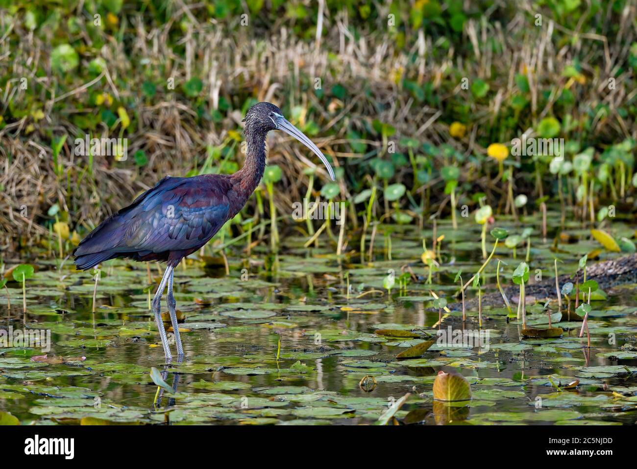 Glossy Ibis in the habitat Stock Photo