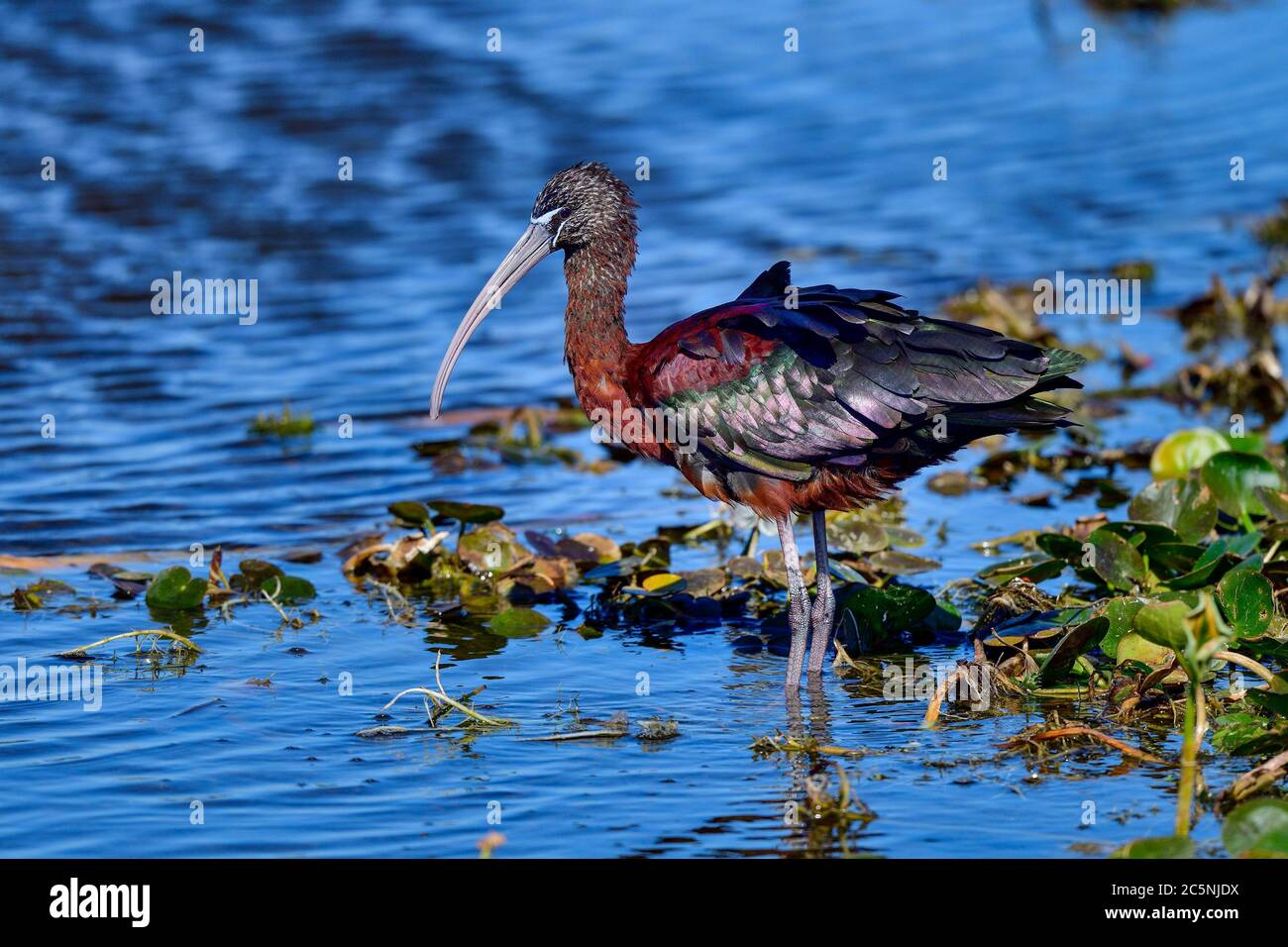 Glossy Ibis is...well glossy Stock Photo
