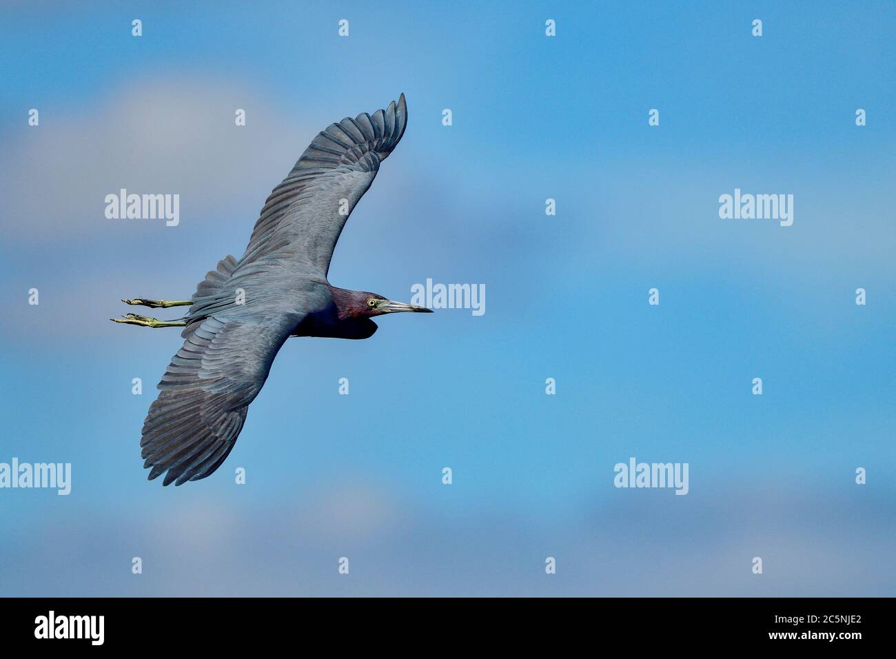 Little Blue Heron flyby Stock Photo