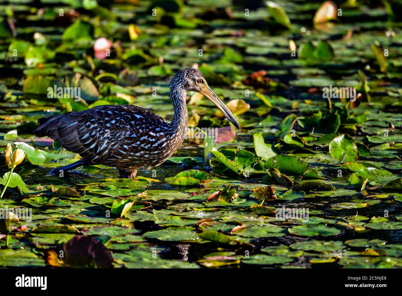 Limpkin in the habitat is looking for apple snails or mollusk for food. Stock Photo