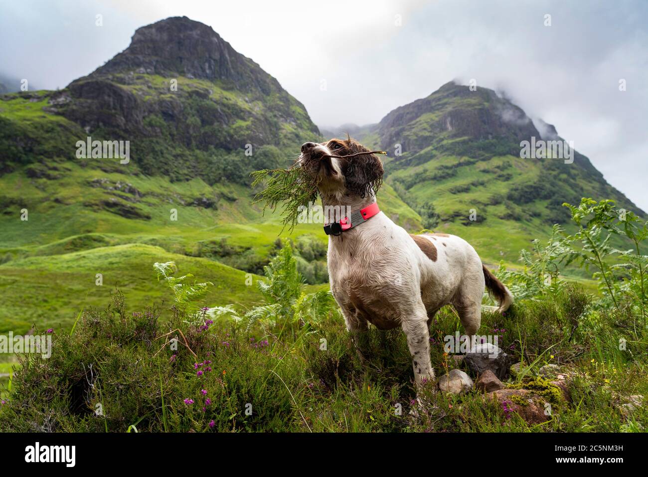 Glen Coe, Scotland, UK. 4 July, 2020. Teal the dog travels to Glen Coe on first weekend after 5 mile travel restriction was lifted by the Scottish Government. Springer spaniel dog with mouth full of heather with Glen Coe mountains to rear. Iain Masterton/Alamy Live News Stock Photo