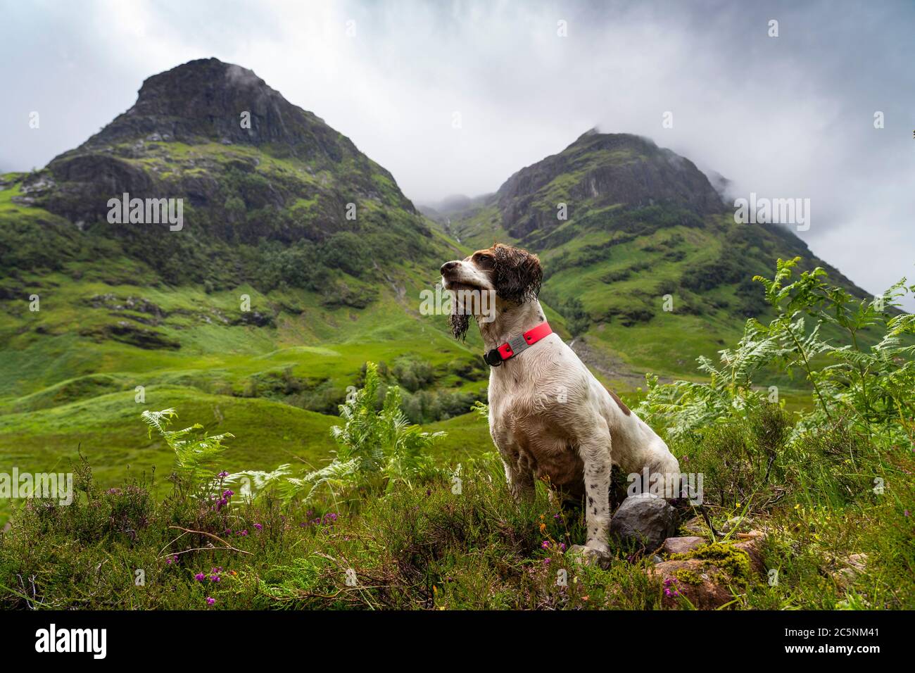 Glen Coe, Scotland, UK. 4 July, 2020. Teal the dog travels to Glen Coe on first weekend after 5 mile travel restriction was lifted by the Scottish Government. Springer spaniel dog on walk with Glen Coe mountains to rear. Iain Masterton/Alamy Live News Stock Photo