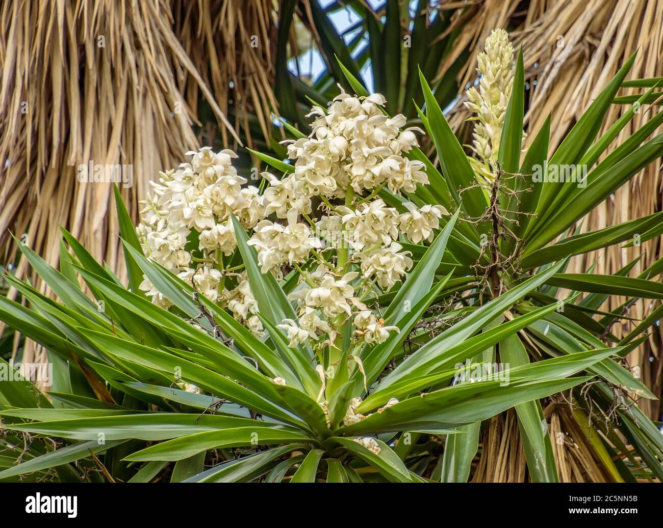 Pale yellow male dates flowers Stock Photo Alamy