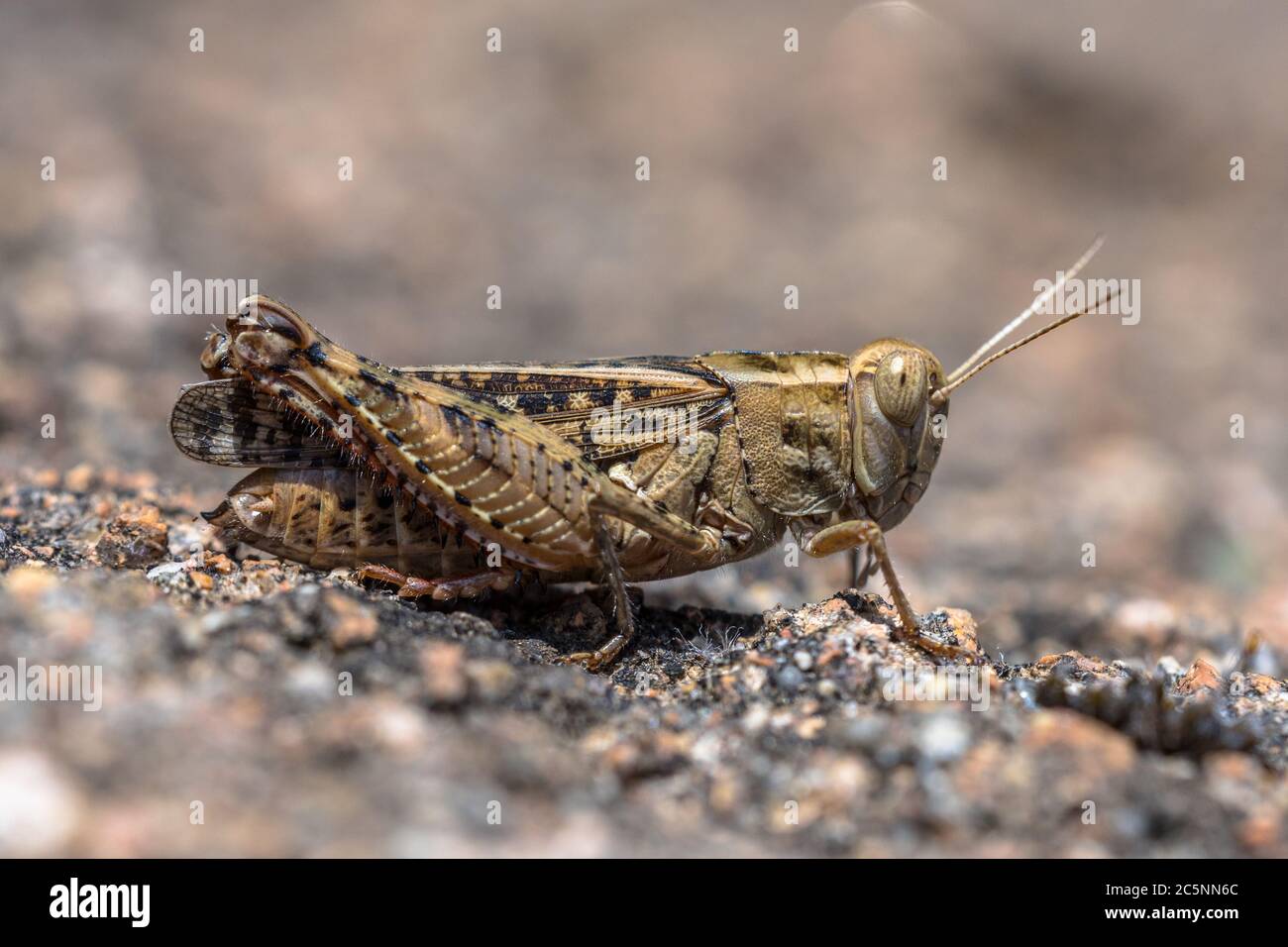 Eurasian Pincer Grasshopper (Calliptamus barbarus) or Pink Winged Grasshopper Stock Photo