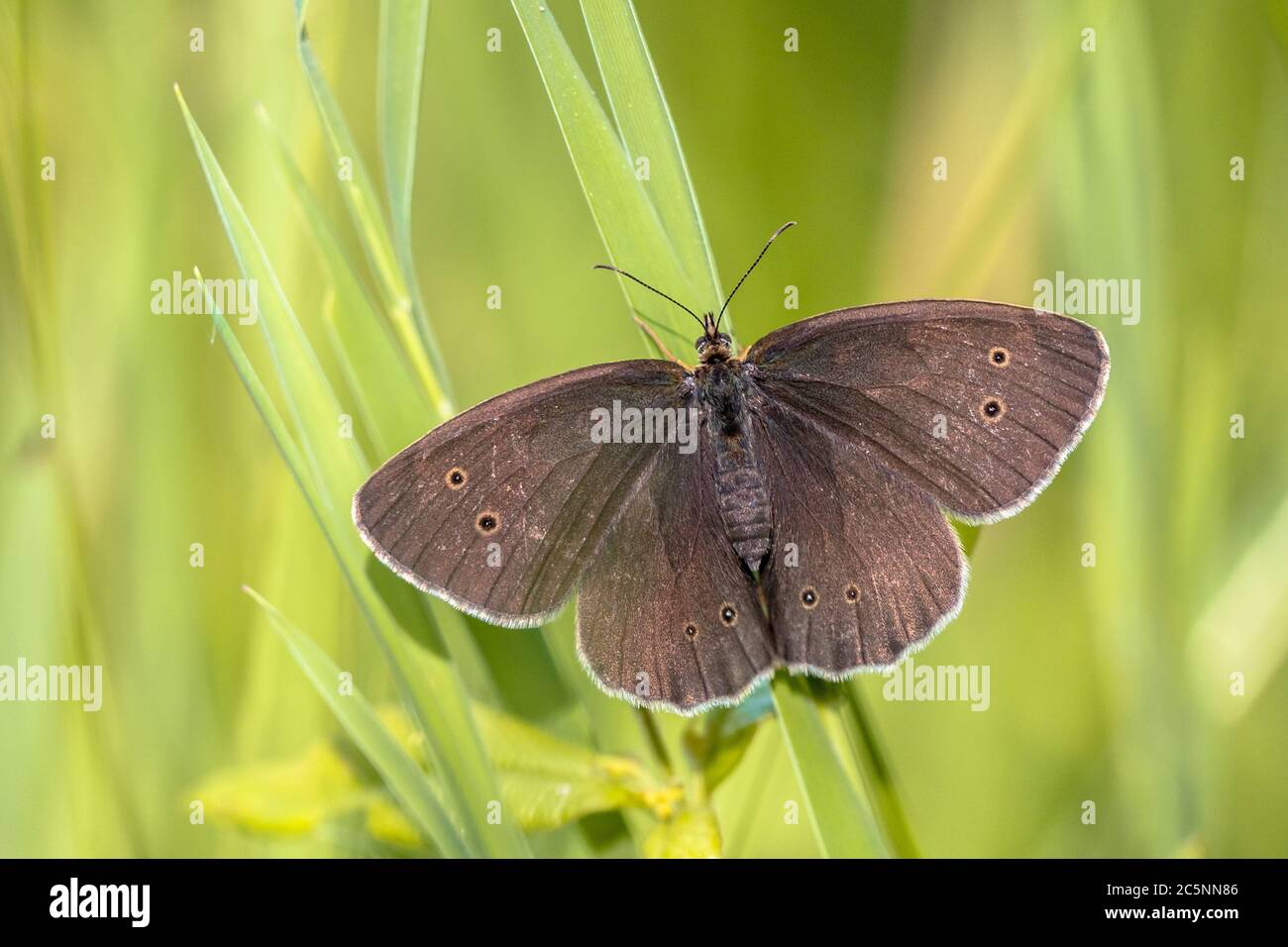Ringlet butterfly (Aphantopus hyperantus) resting on grass with bright green background Stock Photo