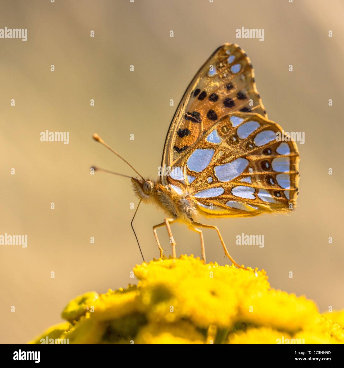 Queen of Spain fritillary (Issoria lathonia) resting on flower of tansy on a summer day Stock Photo