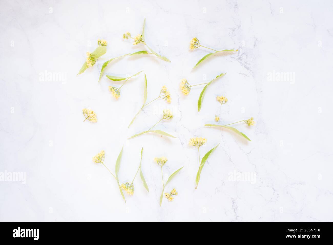 Linden flowers on a white marble table as background Stock Photo