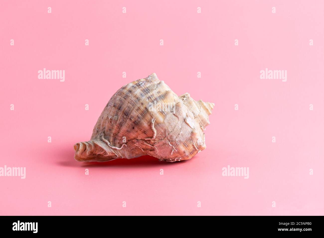 Spiral shell closeup on pink background Stock Photo