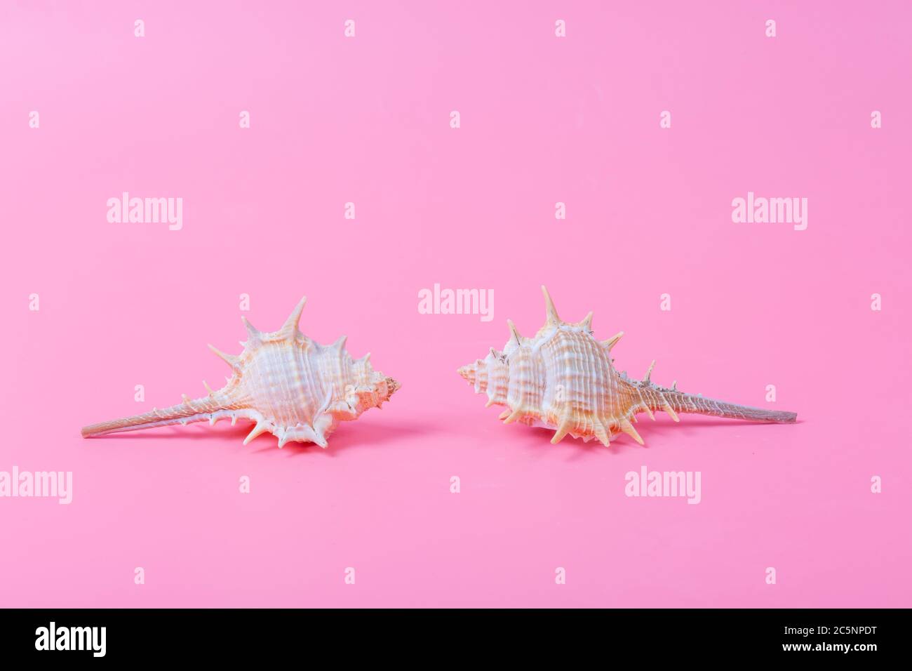 Spiral shell closeup on pink background Stock Photo - Alamy
