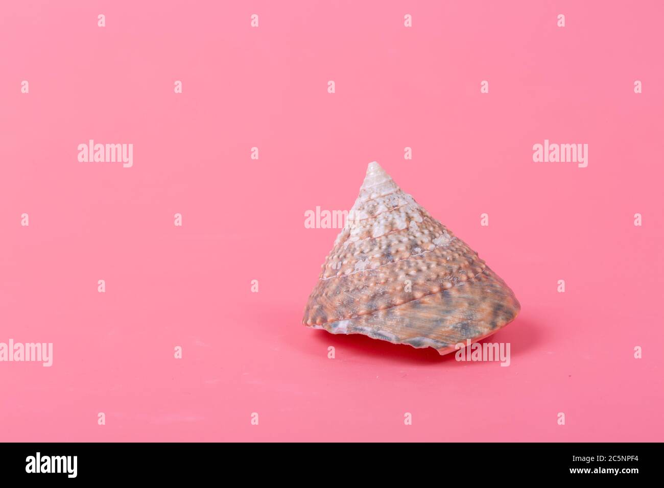 Spiral shell closeup on pink background Stock Photo