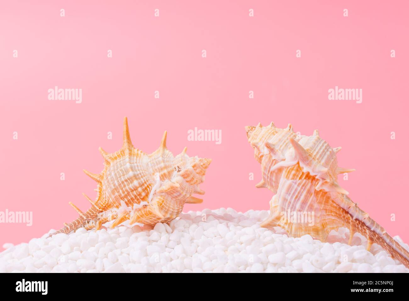 Spiral shell closeup on pink background Stock Photo