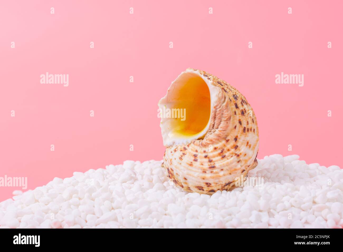 Spiral shell closeup on pink background Stock Photo - Alamy