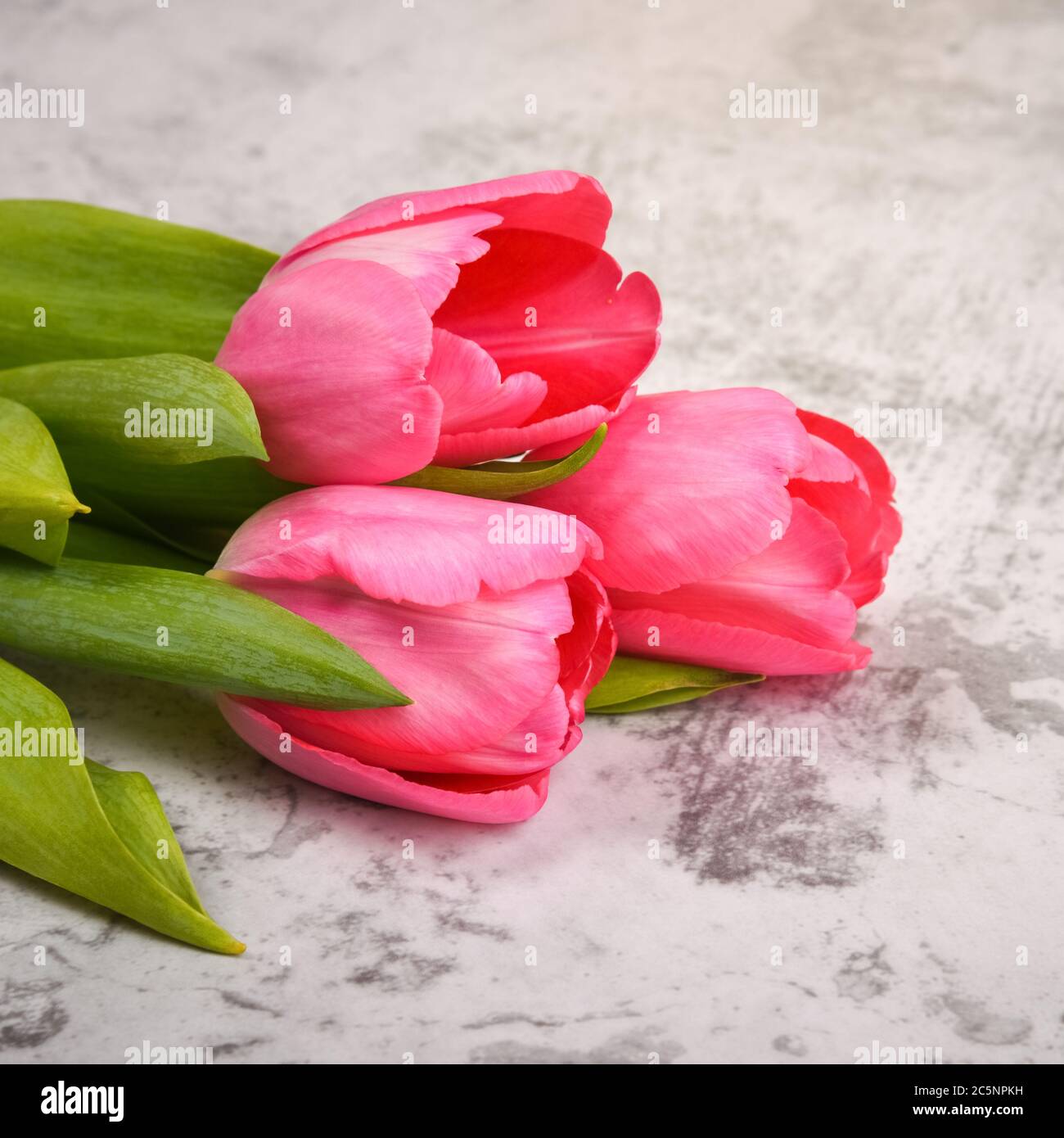 Tulips are bright, fresh, pink on a light gray background close-up ...