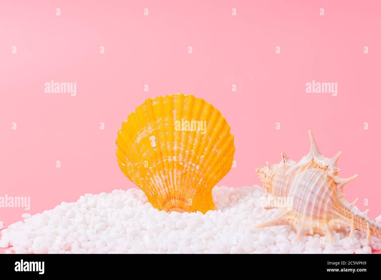 Spiral shell closeup on pink background Stock Photo