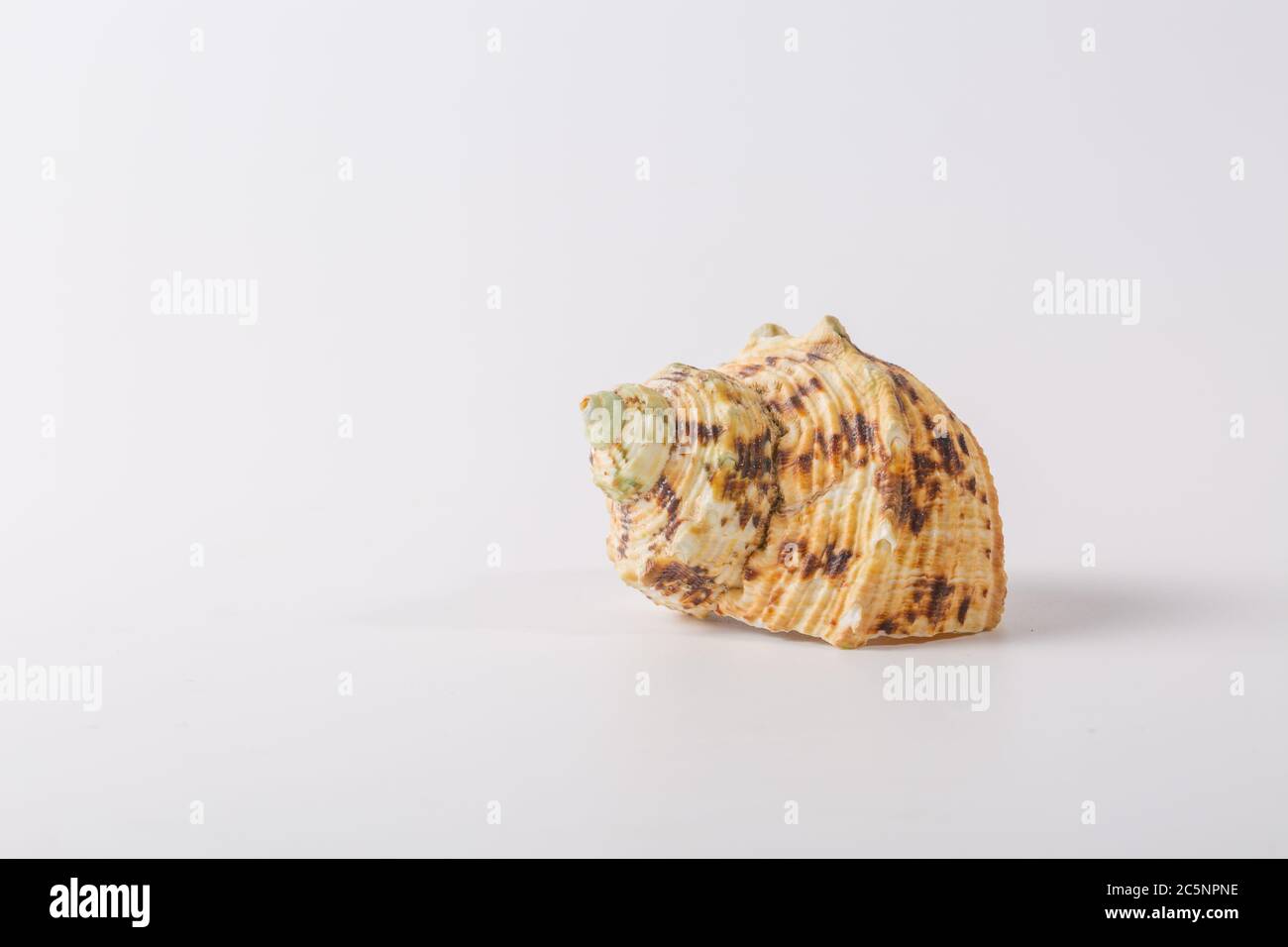 Spiral seashell closeup on white background Stock Photo - Alamy