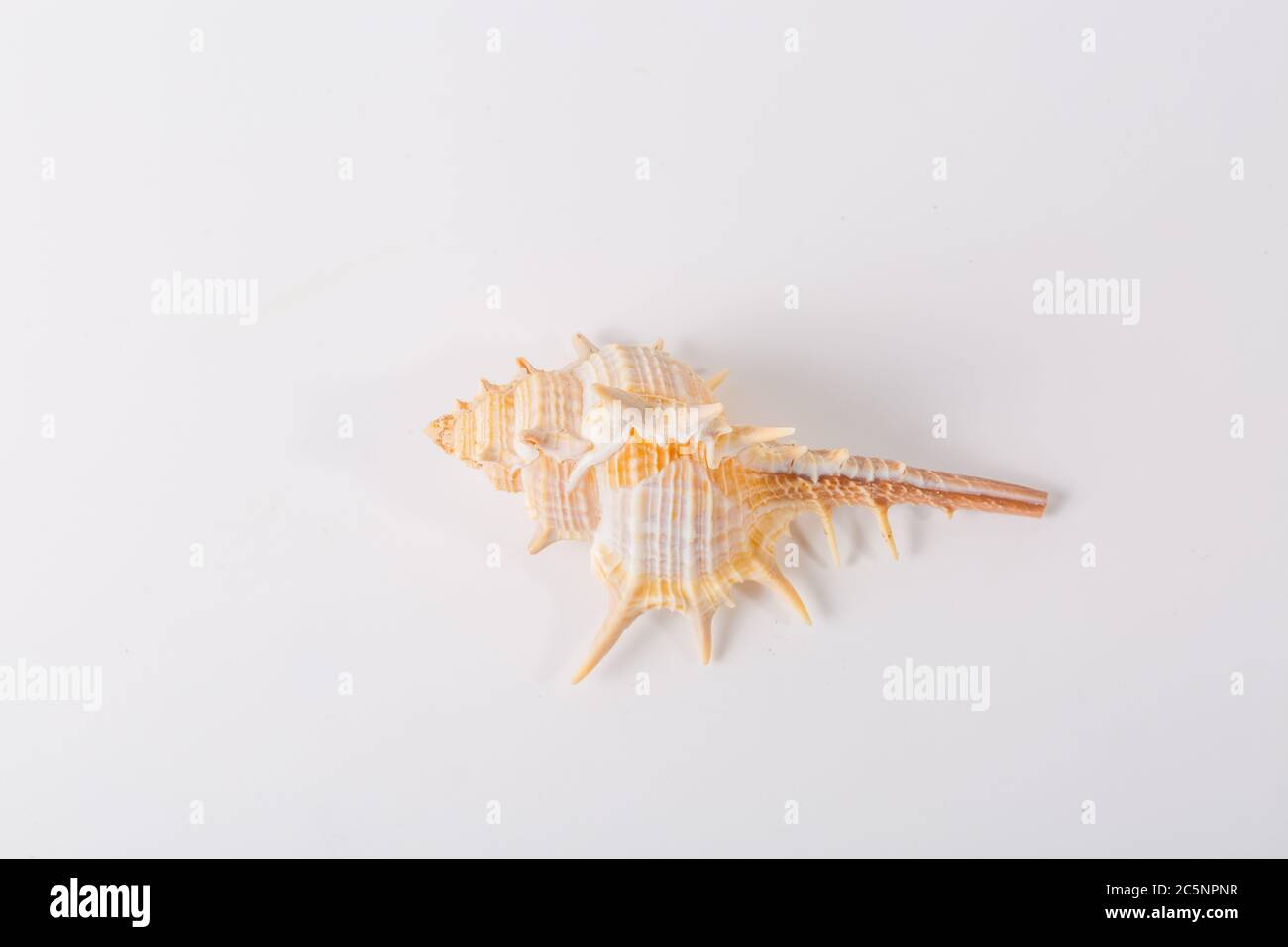 Spiral seashell closeup on white background Stock Photo - Alamy