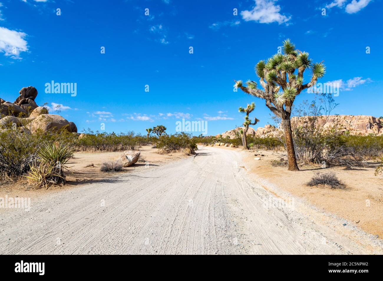 An unpaved road running through Joshua Tree National Park, with trees