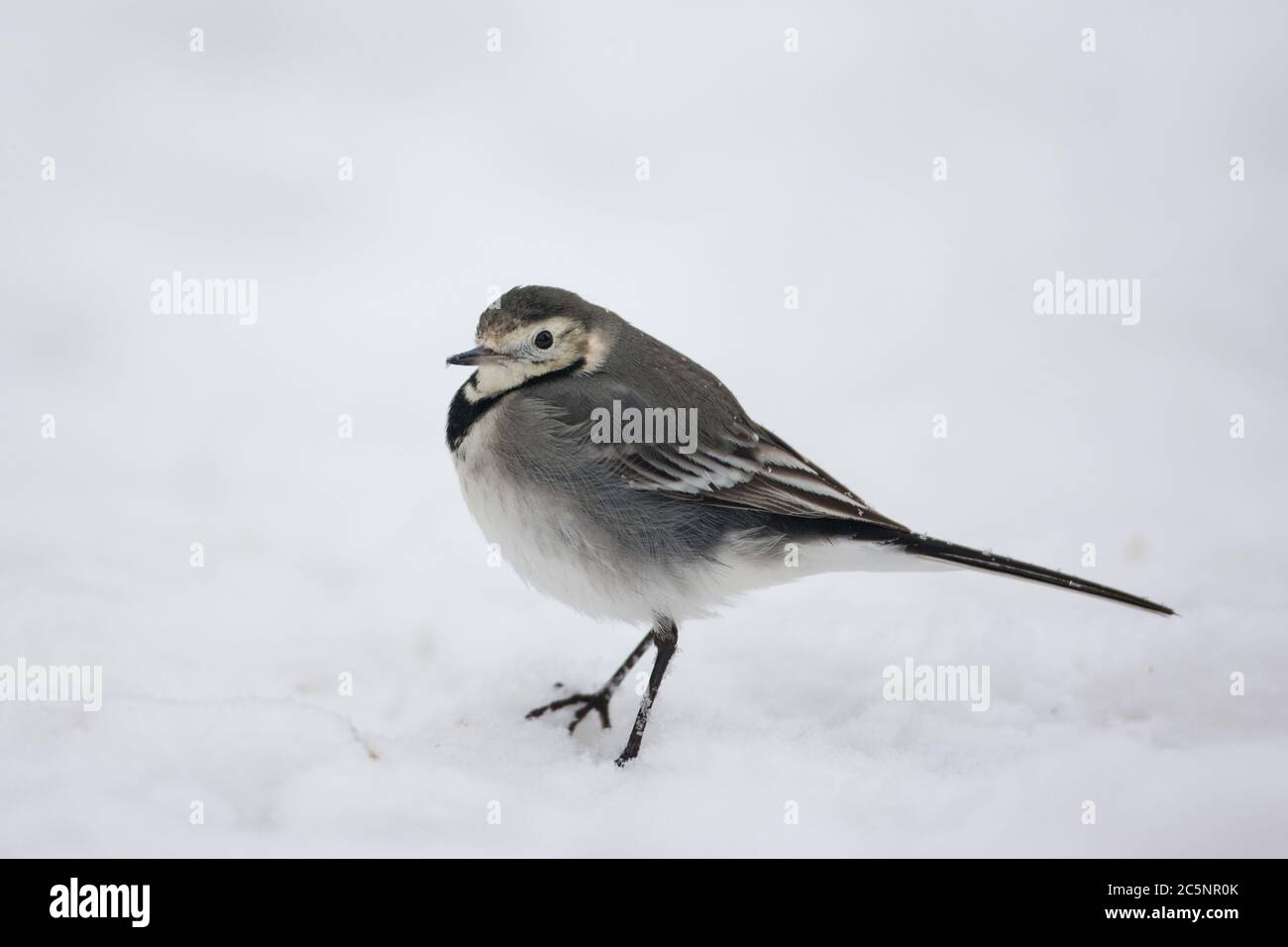 A juvenile pied wagtail stands in the snow, in a Hampshire garden, UK. Stock Photo