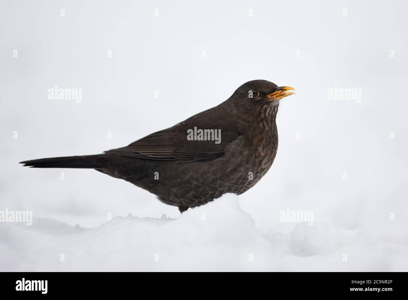 A female blackbird Turdus merula in snow in a Hampshire garden, UK Stock Photo