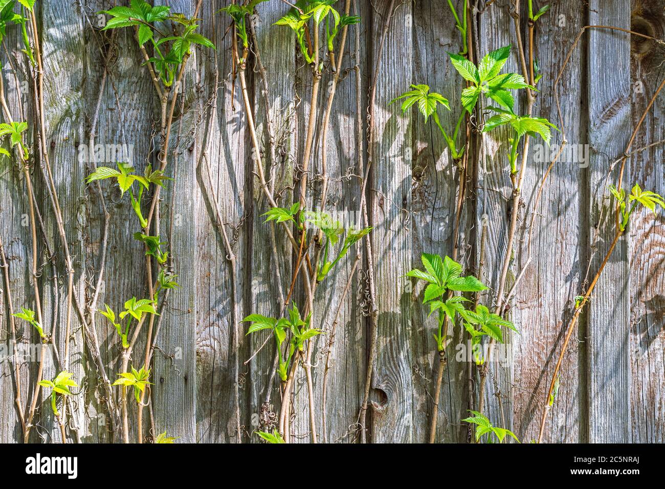 Stems of a winding plant of ladies' grapes with young green leaves on the wall from old boards. For use as an abstract background and texture. Stock Photo