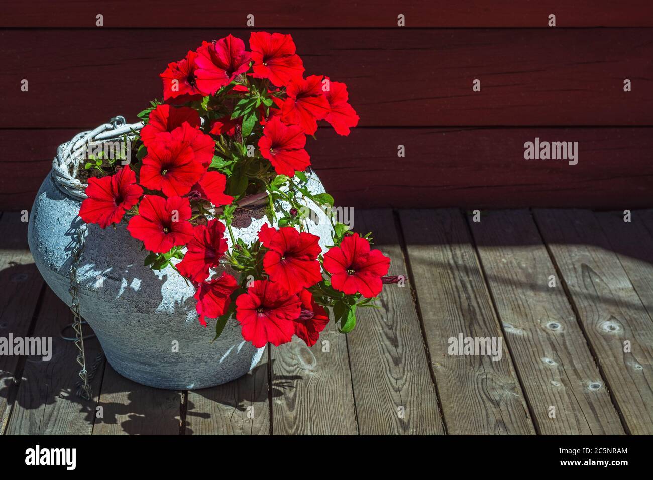 Decorative flowers of bright red petunias growing in a cast-iron pot painted white against the background of a wall of red wooden logs. Stock Photo