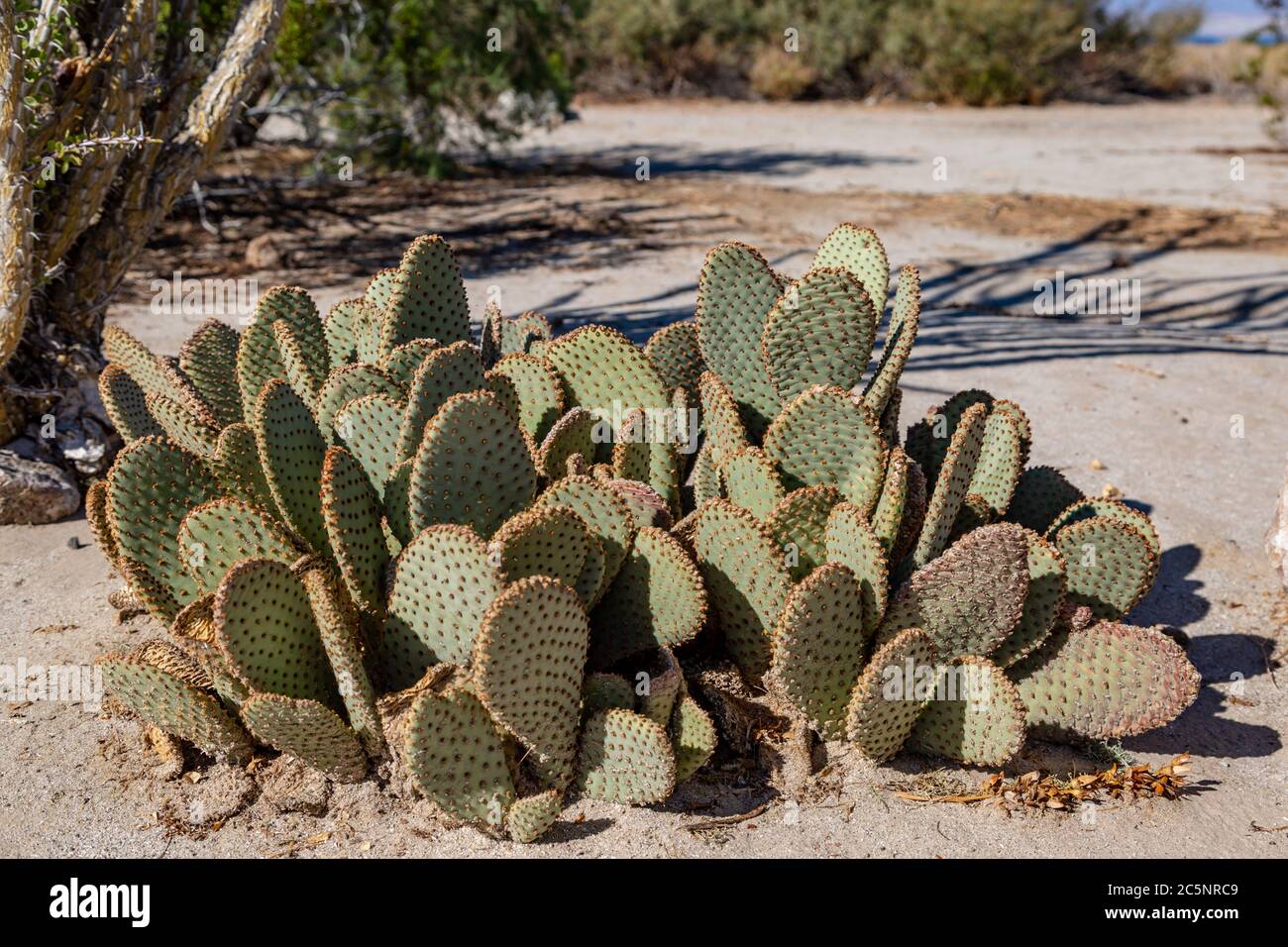 A cactus growing in the Californian desert Stock Photo