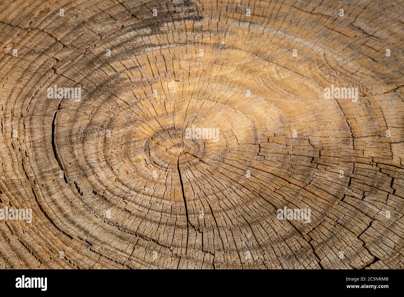 A full frame photograph of a cut tree trunk showing the tree rings ...